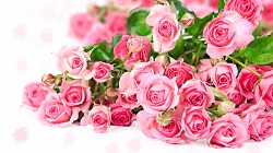 Pink Bouquet 4K Roses Wallpapers