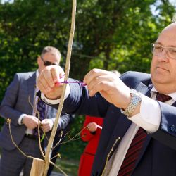 derevo ispolneniya zhelaniy 05