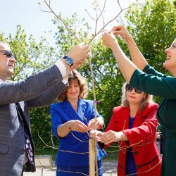 derevo ispolneniya zhelaniy 06