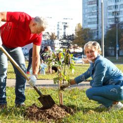 maples for friendship alley 01