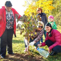 maples for friendship alley 03