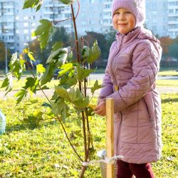 maples for friendship alley 04