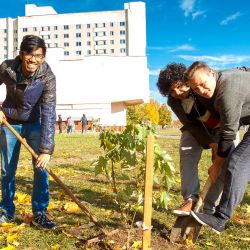 maples for friendship alley 09