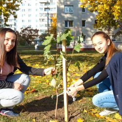 maples for friendship alley 10